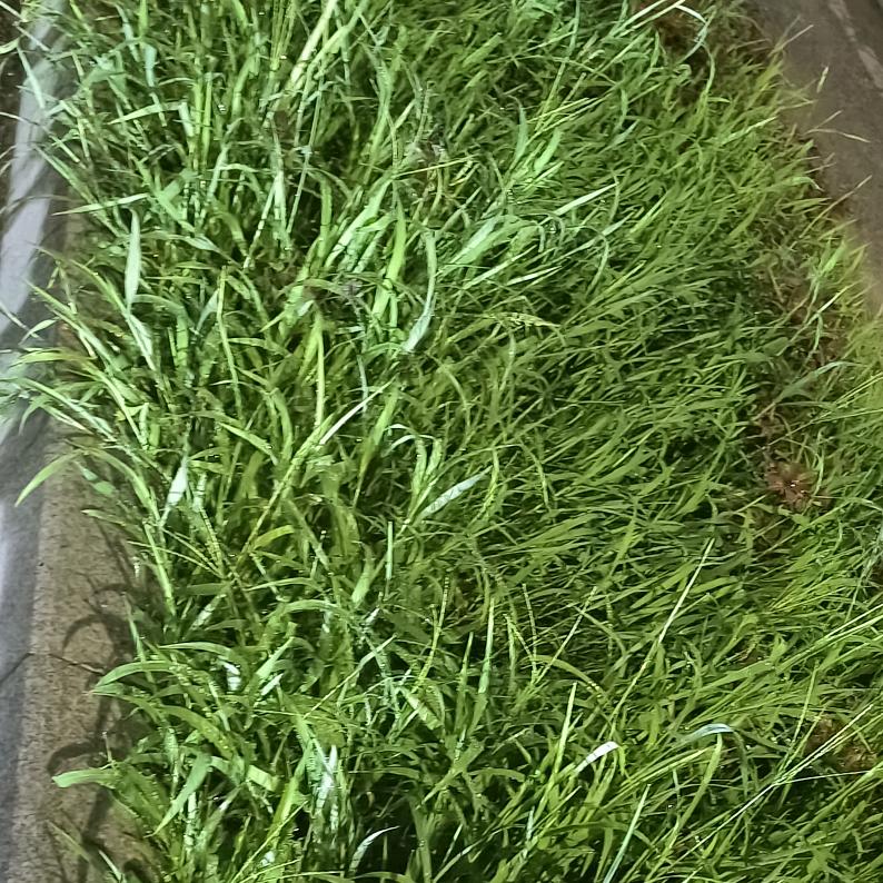 杀阡陌🌟