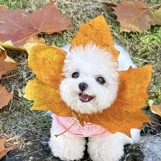 我最讨厌笨蛋了