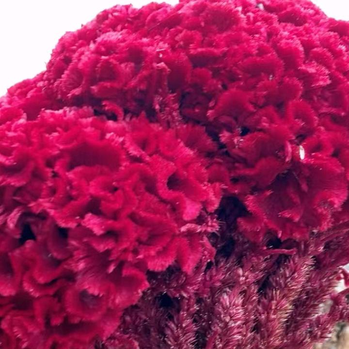 浅笑安然