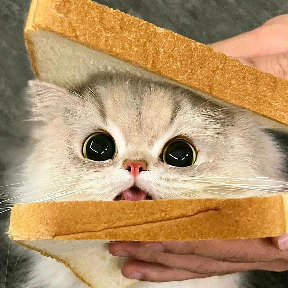 呆呆很傻
