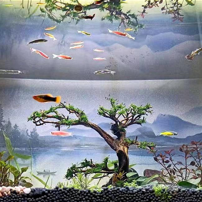 小白养鱼