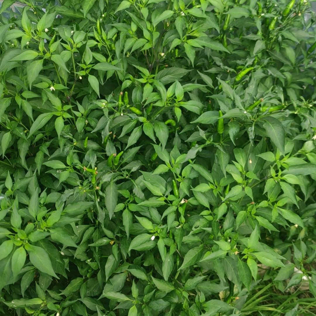 白菜的白