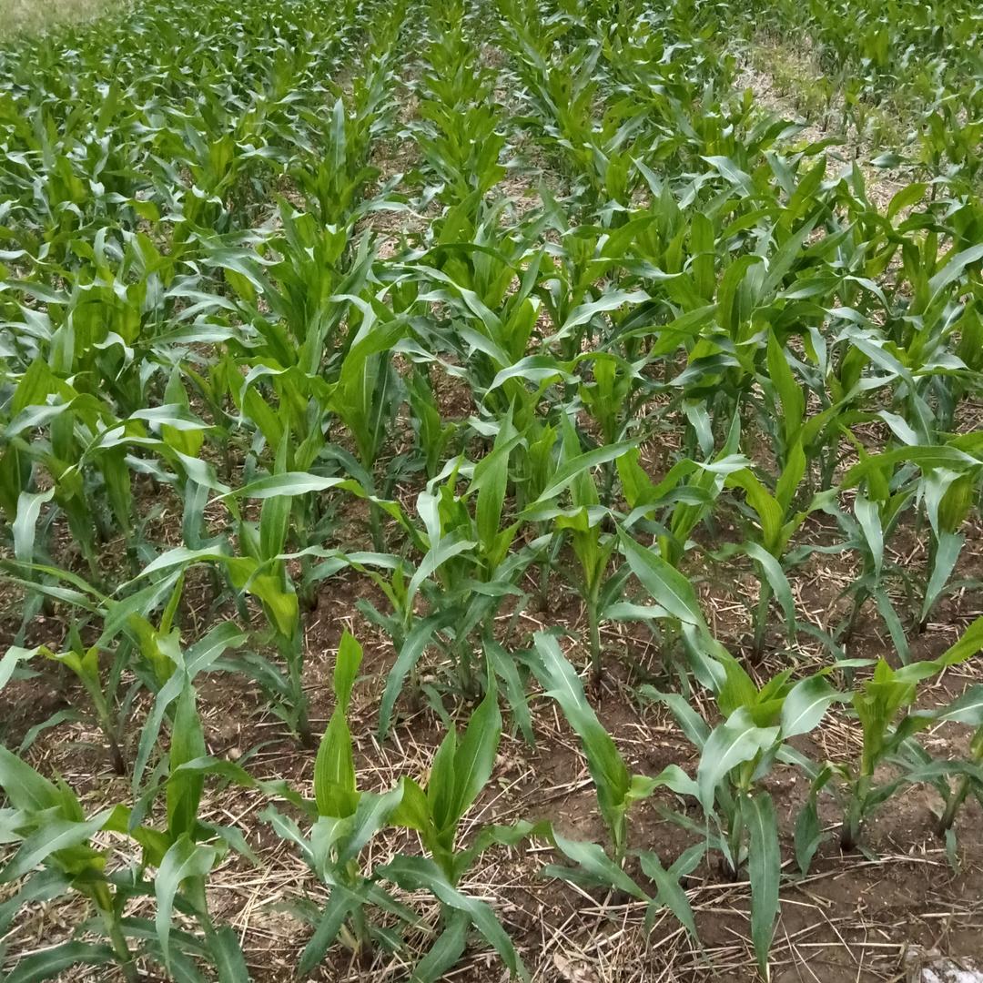 海军冰糖葫。。。。。