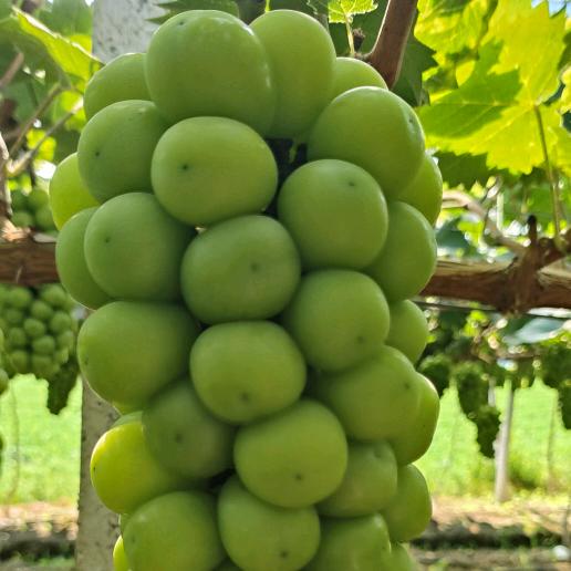 河南产区葡萄代办：小杨  24小时看货