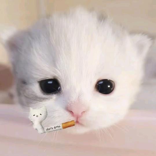 ₍˄ ₗ   ̫ ₗ ˄₎◞