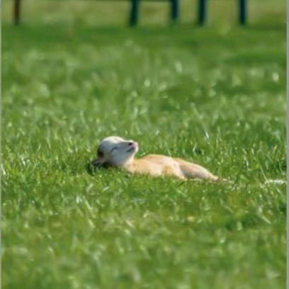 氧橙瑜伽普拉提的香香