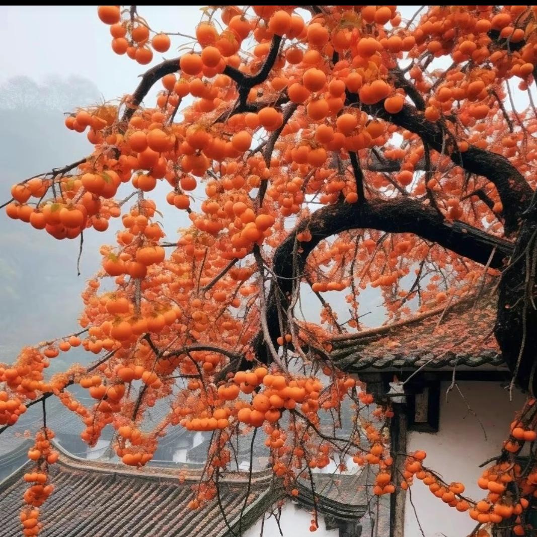 一个憨憨