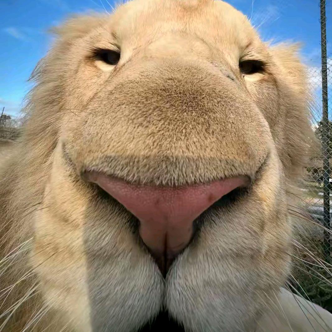 班鬣狗 (永劫无间摸金)