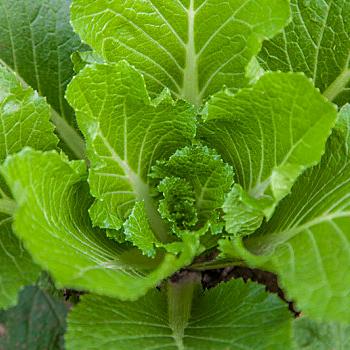 白菜叶子
