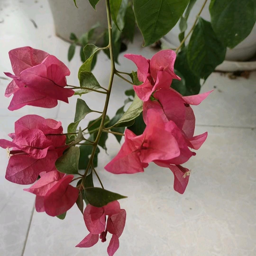 六一一