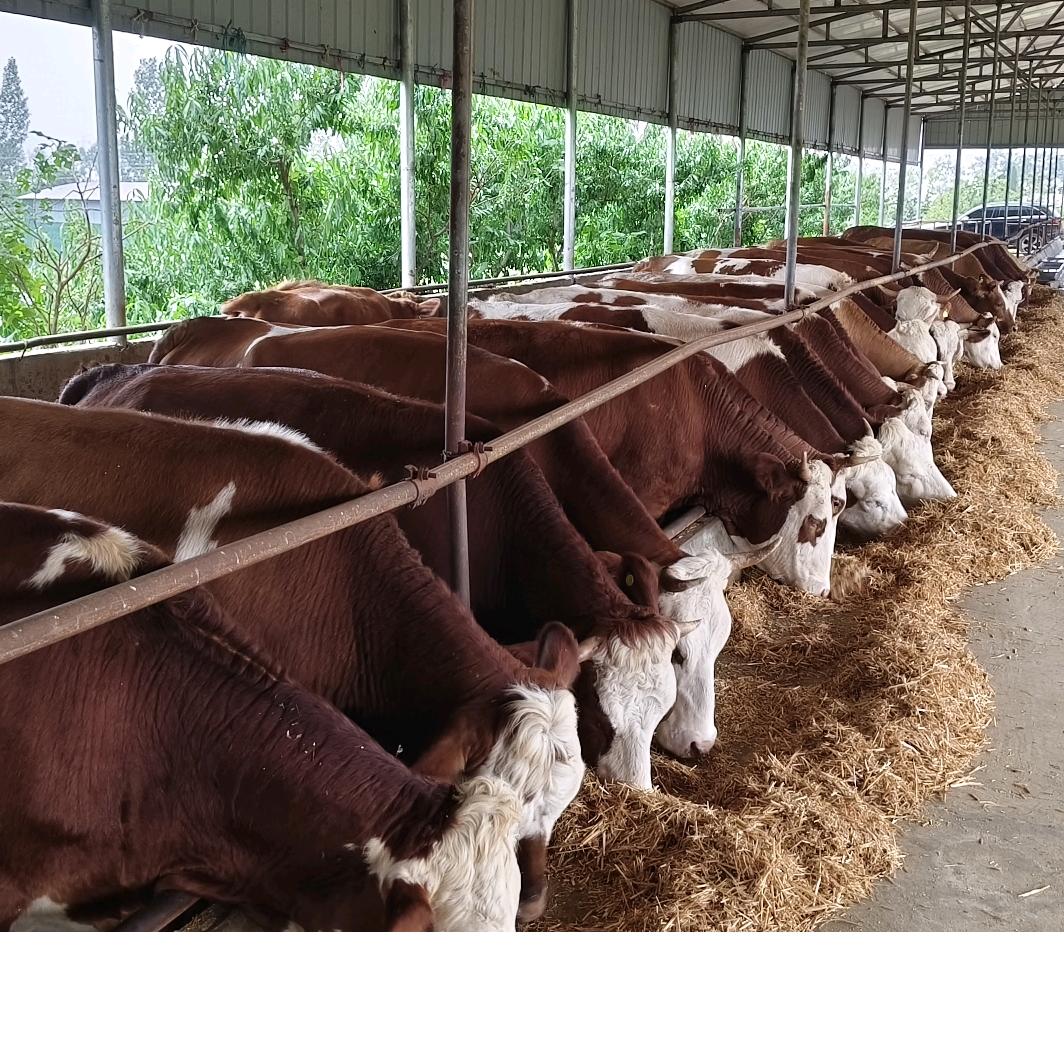 希望及第企业店