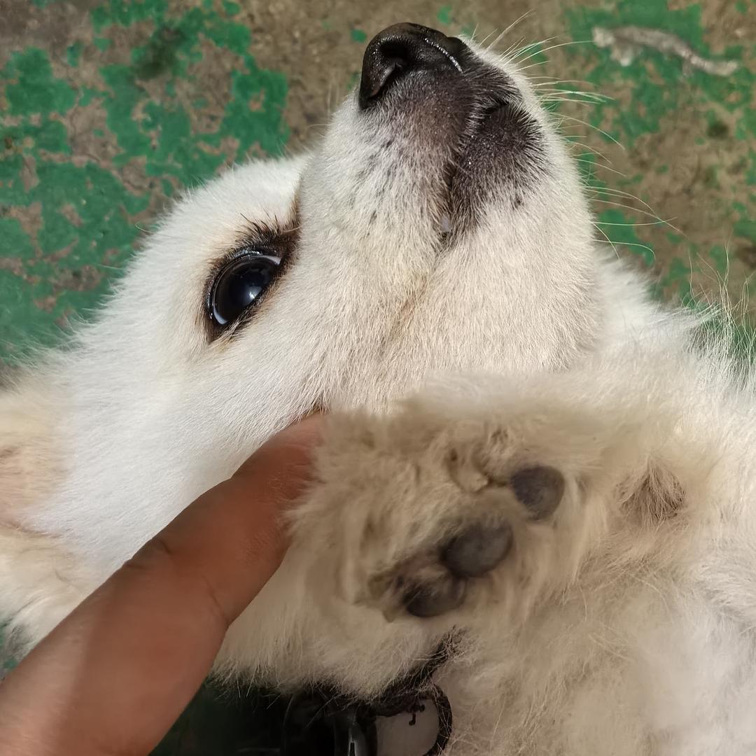 心牧星河