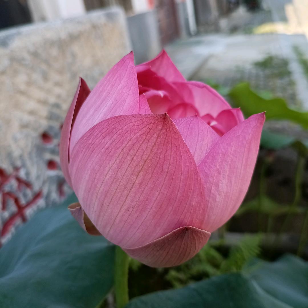 寄语星星