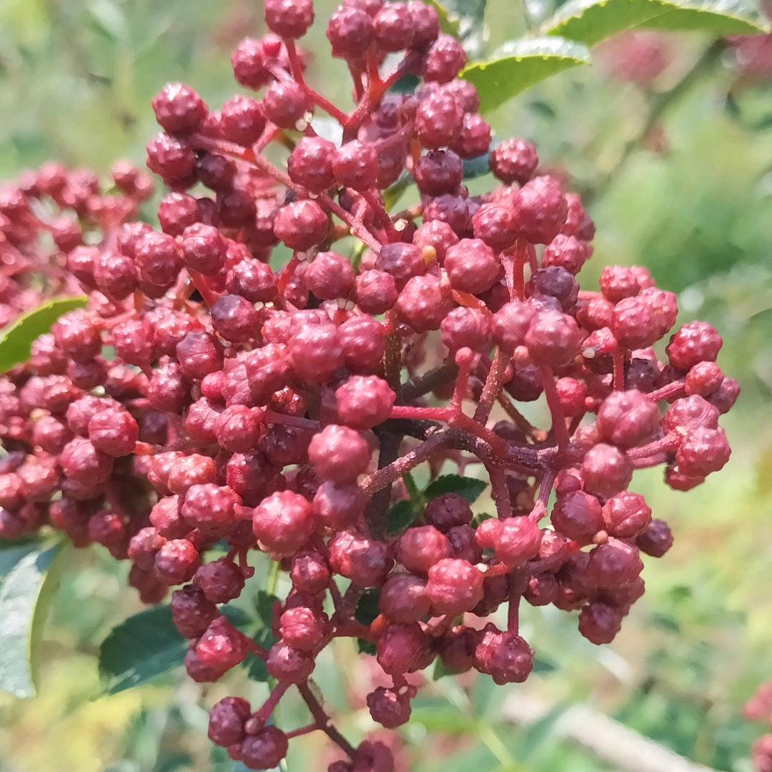 (ღ♡‿♡ღ(蔷薇花*◑∇◑)☞☜(◐∇