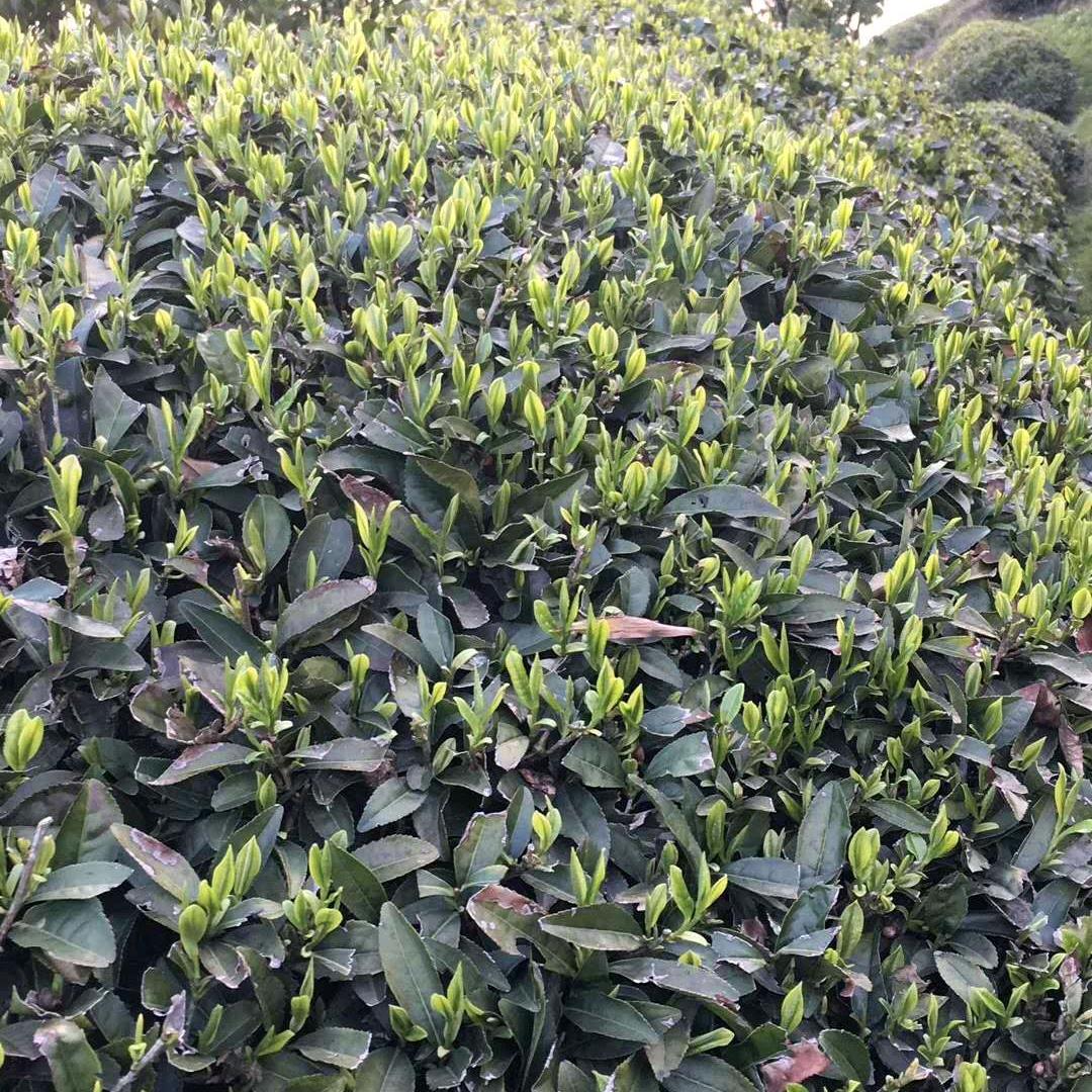岚山人家