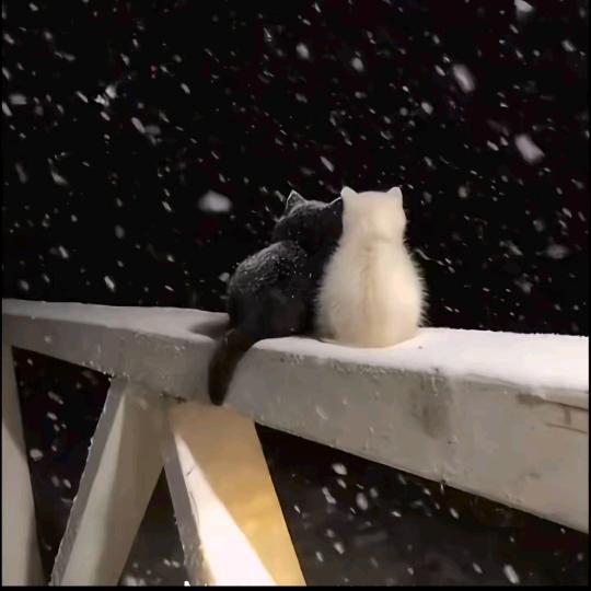 小枫叶🍁🍁🍁