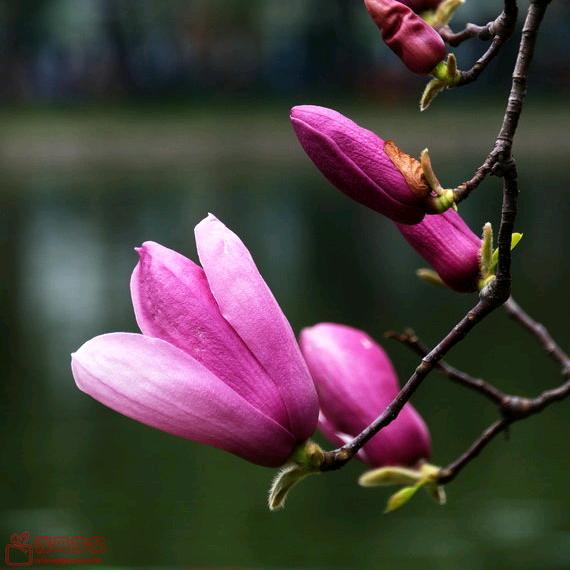 缘媛🌸
