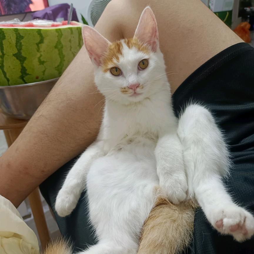 小女妖精的尾巴