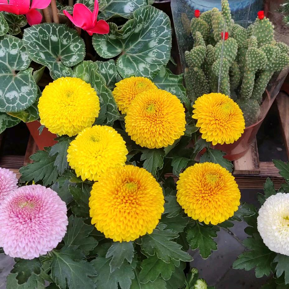 顺其自然🌺