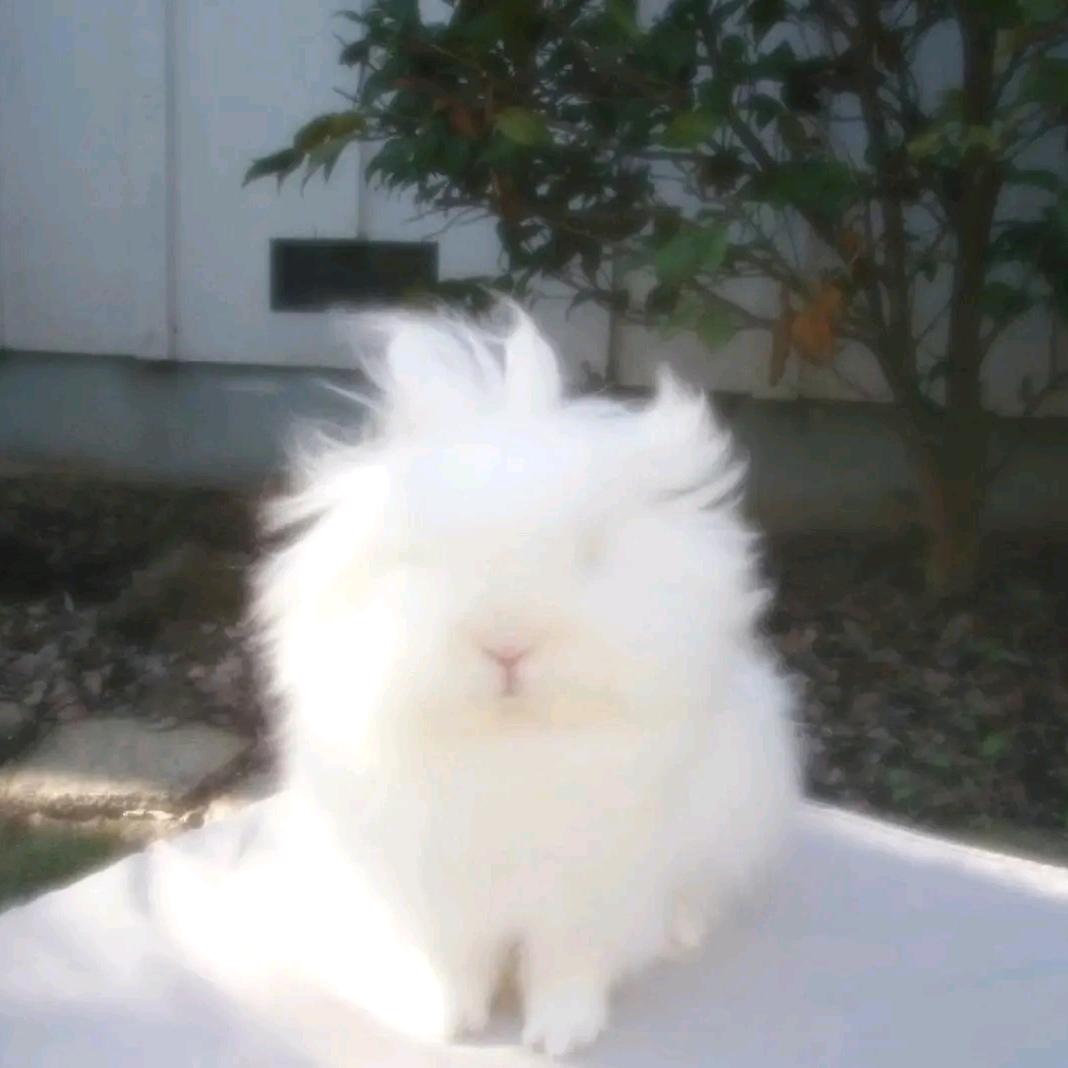 wulla