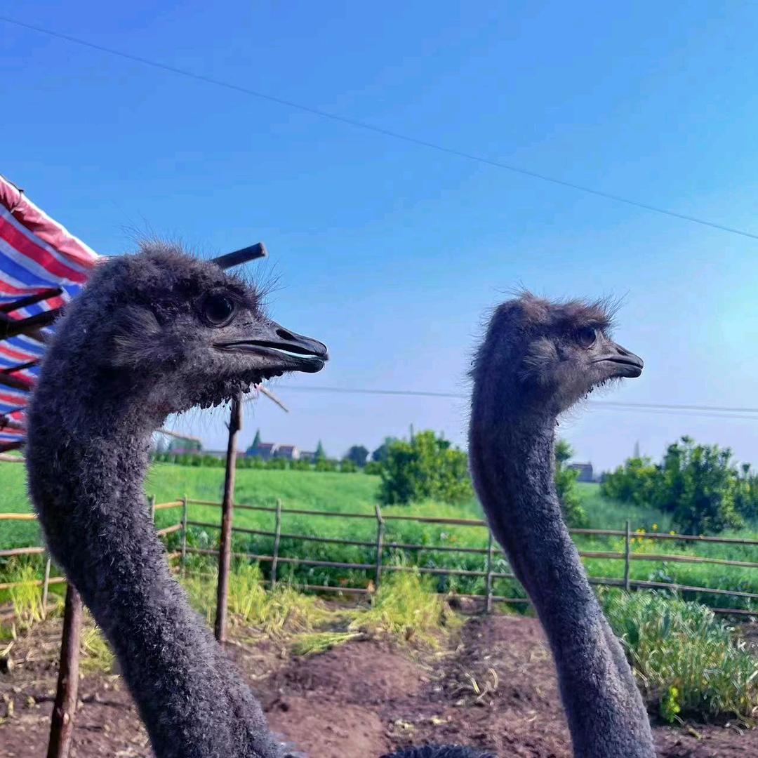北盛鸵鸟养殖基地