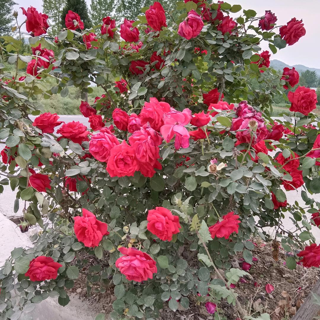 @🥀❤️🌺余生爱自己❤️💞