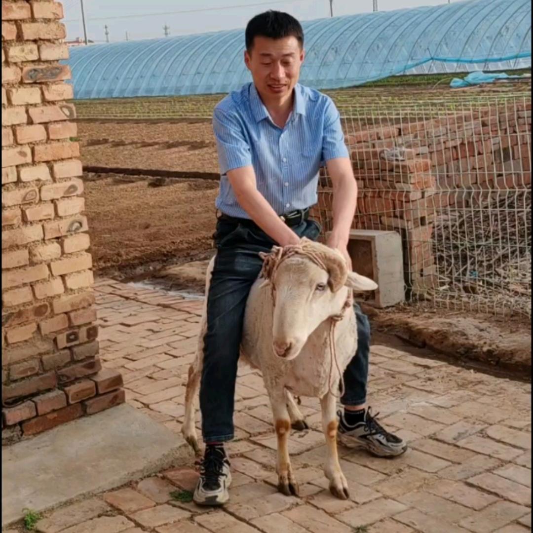 【右玉小周】玉洲峰右玉牛羊肉