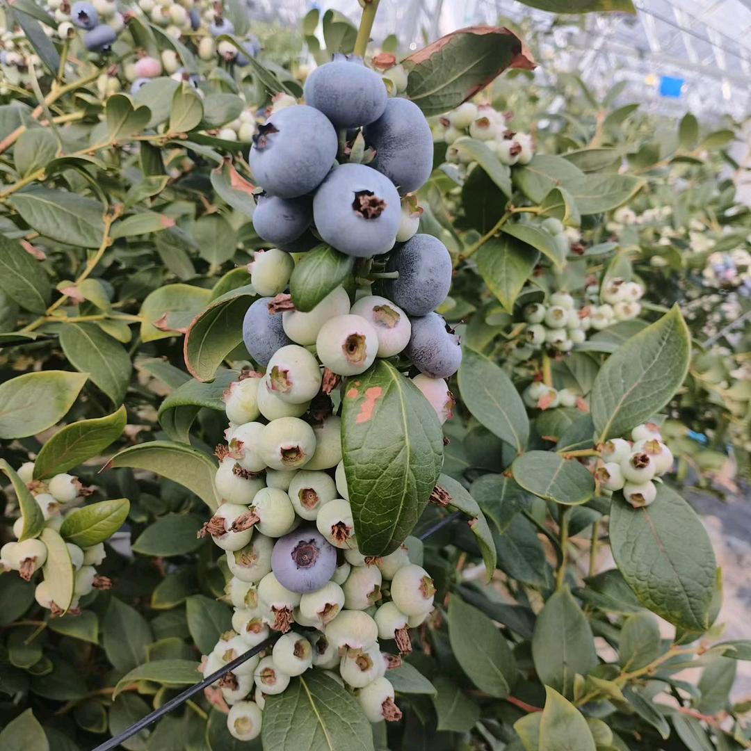鲜果回家