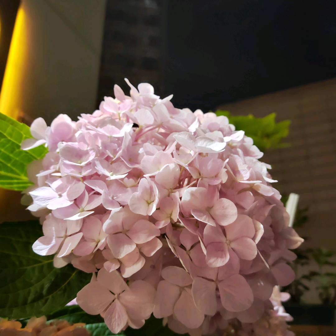 允妹子