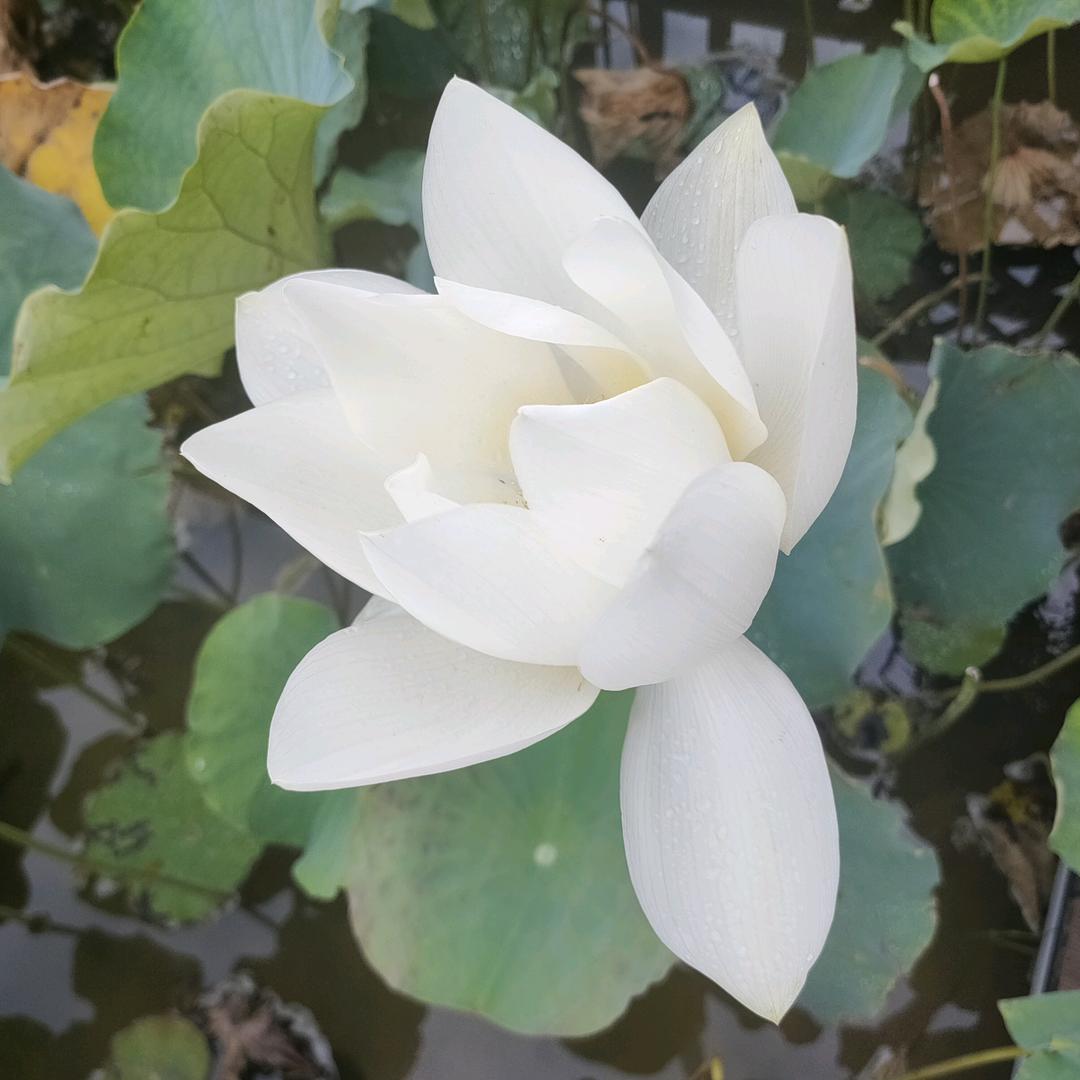 悠然