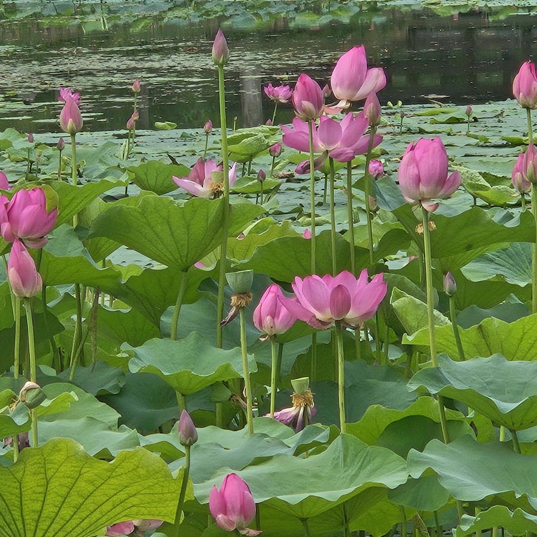 马嘎嘎牛肉面(西史赵店)官方号