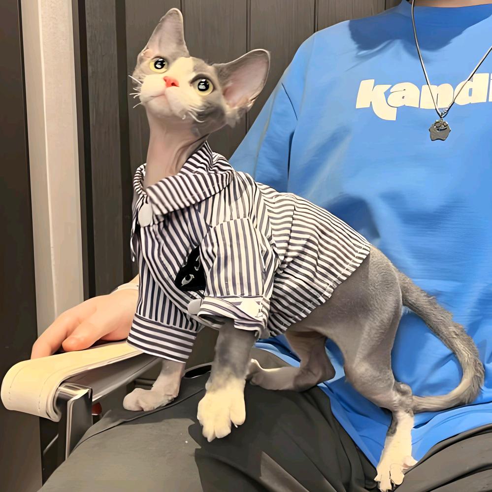 Katze