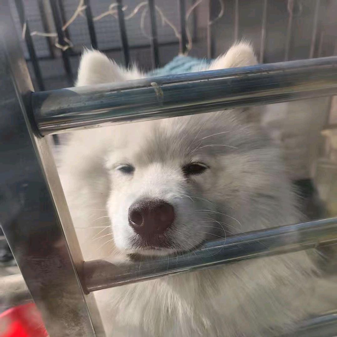 三只小狗的日常生活