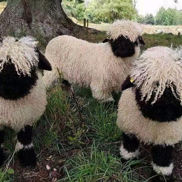 武隆杨二妹流动烤全羊