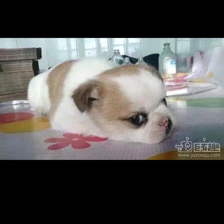 风有约，花不误。