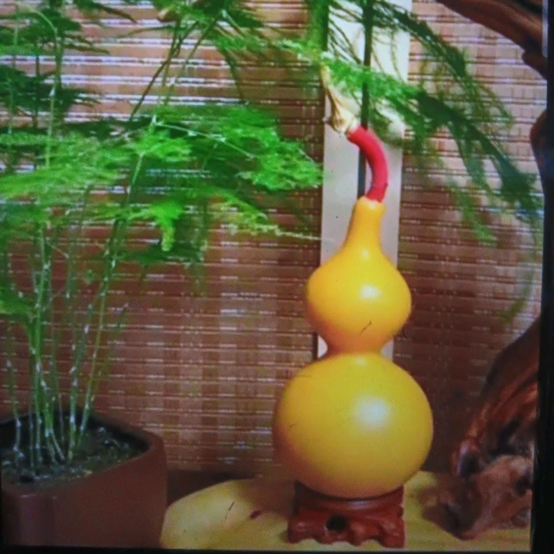 福禄(｡･ω･｡)相伴