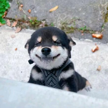 呼呼的宝