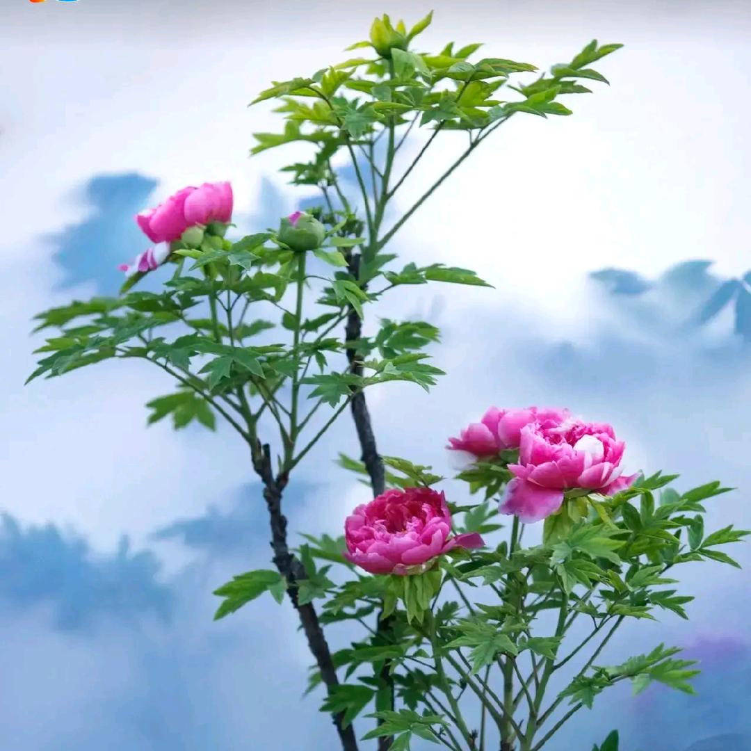 风雨过后是彩虹