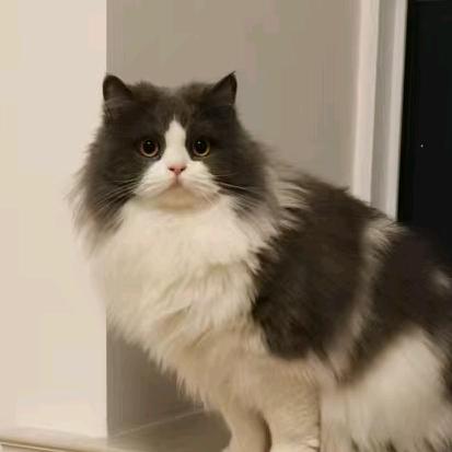 很多猫猫