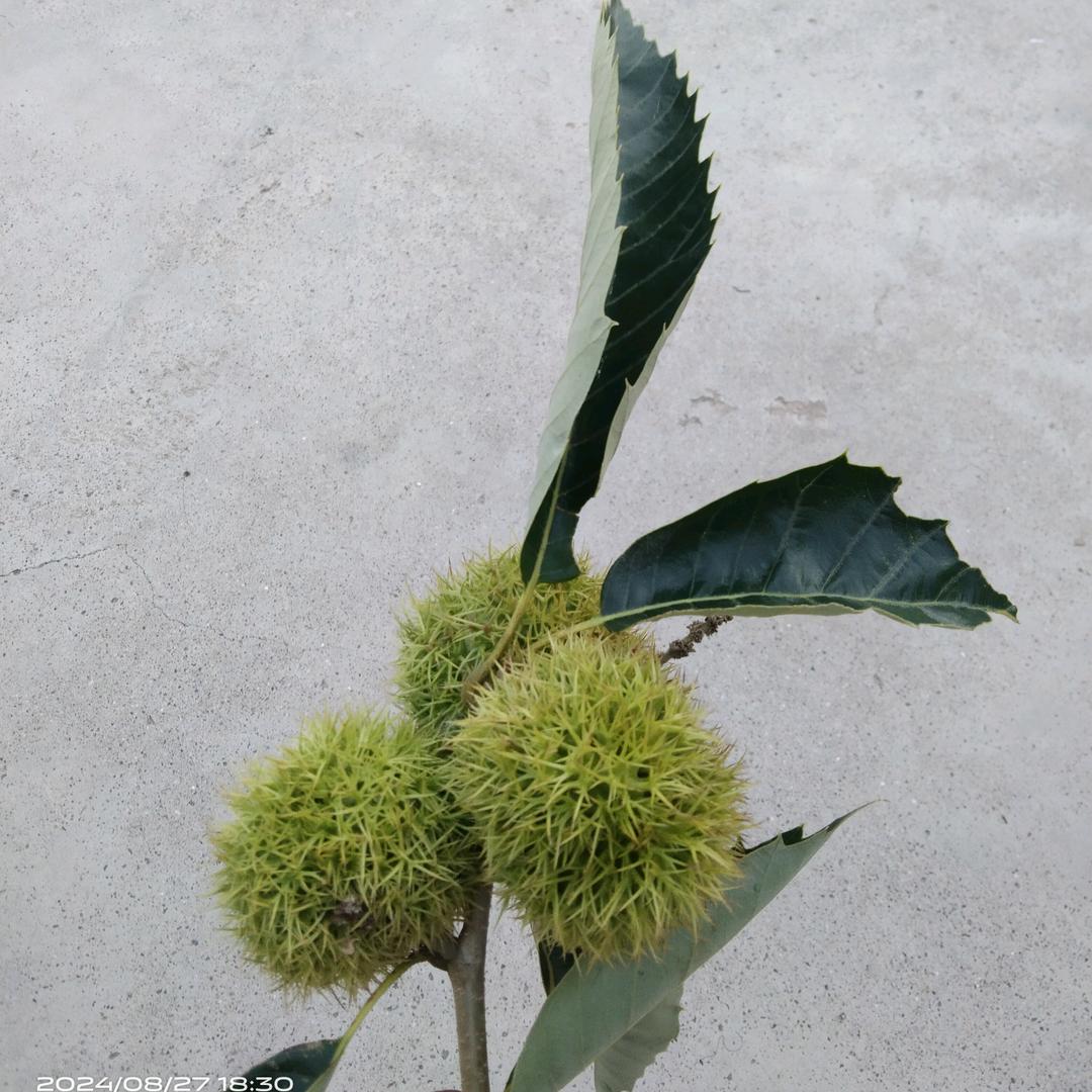 夏至