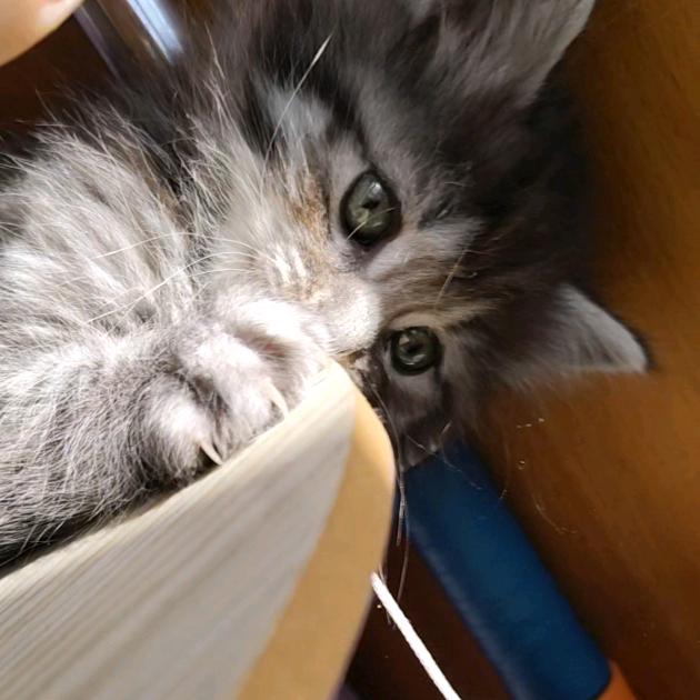 我是阴暗内向缅甸玉玉恶毒的小蟑螂