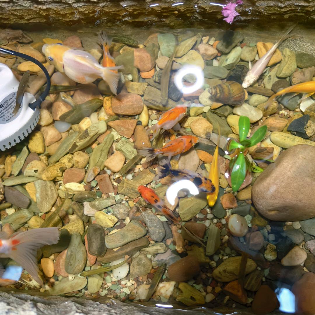 别把欲望当理想