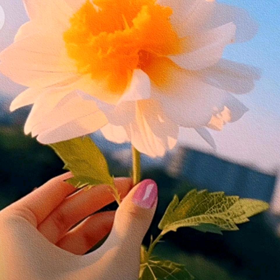 燕子6868
