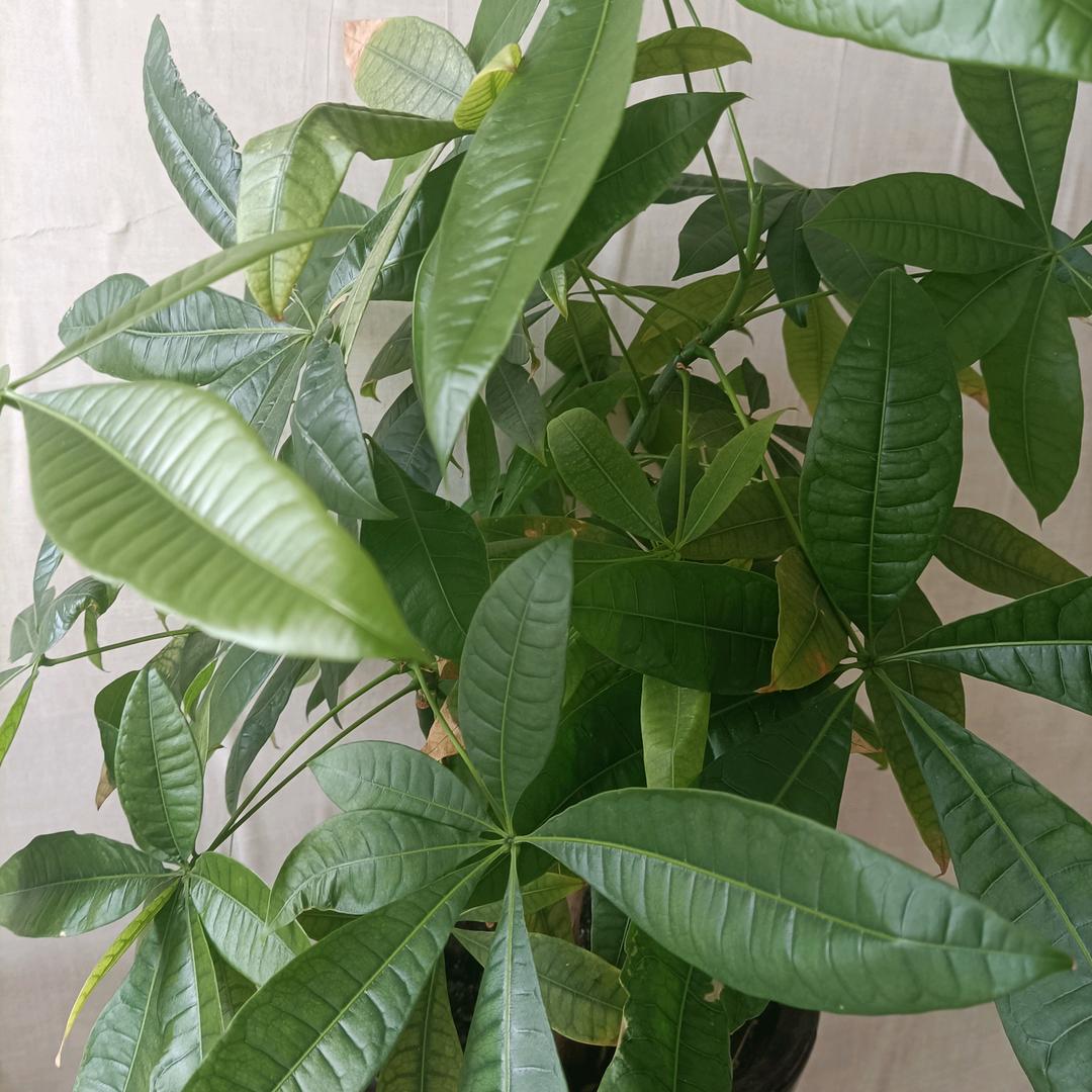 明天更好