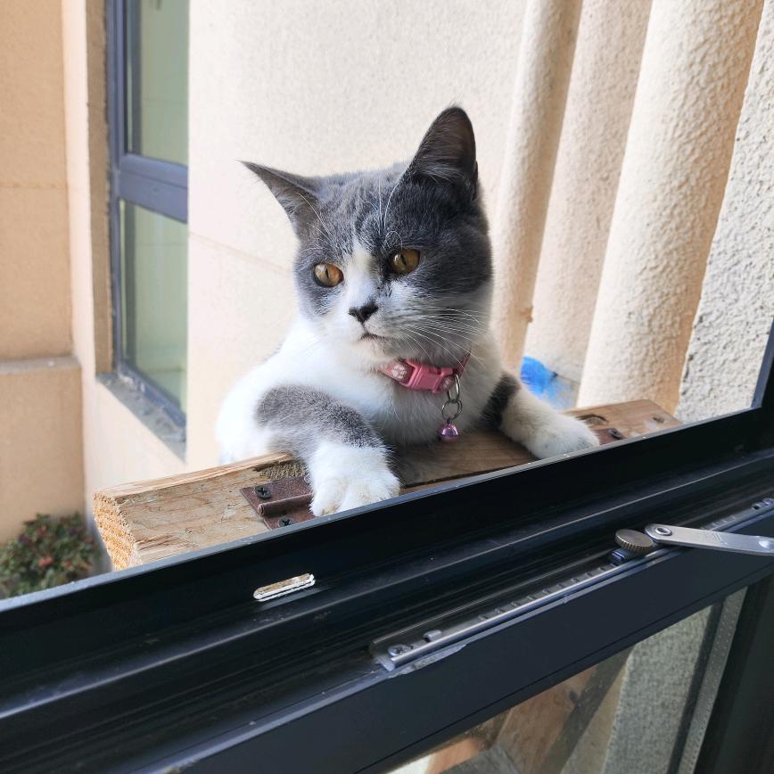 安静的猫