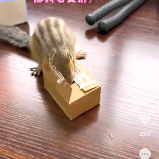 口中寻宝宝