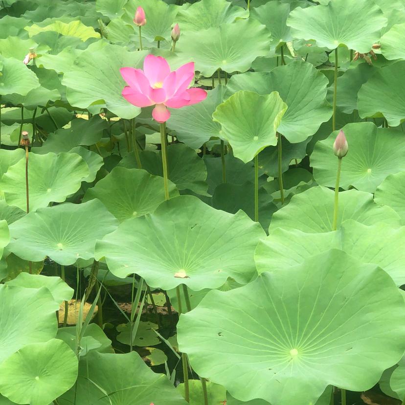 哈花