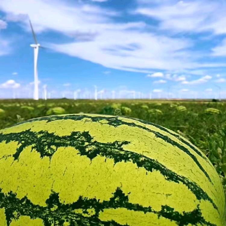 晓明西瓜🍉