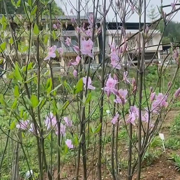 楠风花卉苑