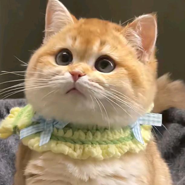 susu小馋猫